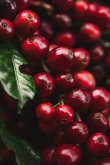 Freshly harvested coffee cherries glow in the sunlight among glossy green leaves on a coffee farm during the harvesting season