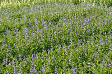 Blaue Lupine,  Lupinus angustifolius , Blüte