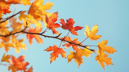 Fototapeta premium Autumn Leaves in Vibrant Orange and Yellow Hues Against a Clear Blue Sky : Generative AI