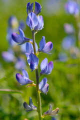 Blaue Lupine,  Lupinus angustifolius , Blüte