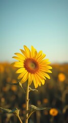 The Nice Sunflower bright sunlight