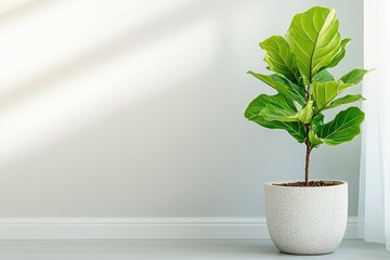 Fiddle leaf fig tree in a modern interior space featuring natural light and minimalistic decor