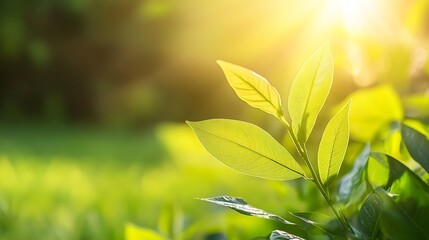 Obraz premium Sunlit Green Leaves Glistening in Golden Morning Light in Tranquil Nature Setting : Generative AI
