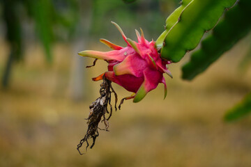 Pitahaya roja o Hylocereus undatus