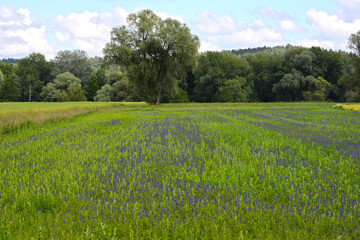Lupinen,  Lupinus spp.  Zwischenfrucht