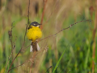 Pliszka żółta (Motacilla flava) wśród traw na łące wiosną