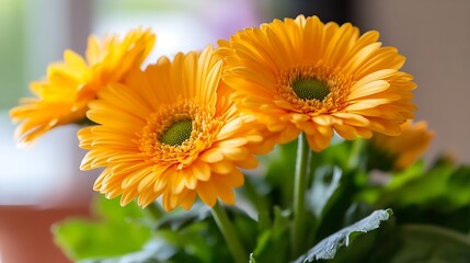 Fototapeta premium Bright Yellow Gerbera Daisies in Full Bloom Adding Vibrance to Indoor Space : Generative AI