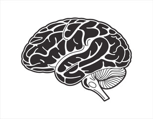 black and white illustration of a human brain with detailed anatomical structure and intricate folds, perfect for educational and medical purposes.