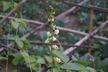 Hyacinth bean flowers or Lablab purpureus are blooming in a garden, Green hyacinth beans growing in the garden