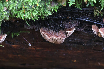 Gloiodon strigosus, rare tooth fungus from Finland, no common English name