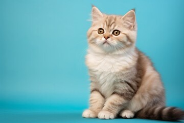 Fototapeta premium Portrait of a cute munchkin cat isolated on soft teal background