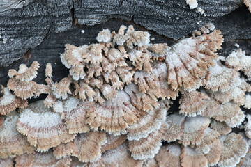 Schizophyllum commune, commonly known as split gill or splitgill mushroom, wild medicinal fungus from Finland