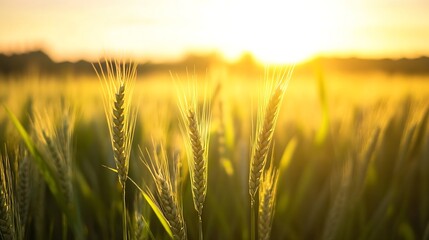 Naklejka premium Golden Wheat Field at Sunset with Warm Glow and Tranquil Atmosphere : Generative AI