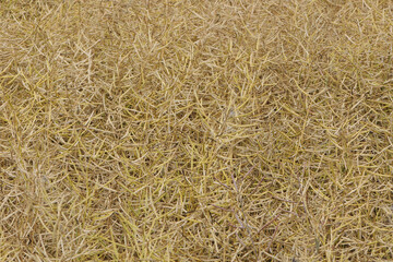 Raps,  Winterraps,  Brassica napus L.,  Erntereif