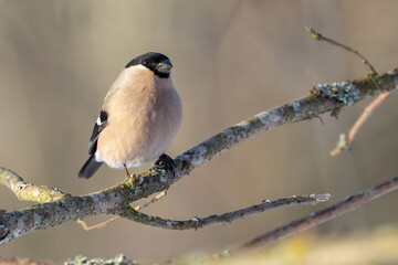 Eurasian bullfinch