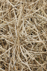 Raps,  Winterraps,  Brassica napus L.,  Erntereif