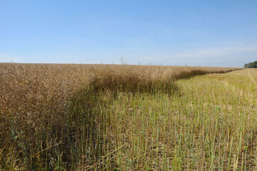 Raps,  Winterraps,  Brassica napus L.,  Erntereif