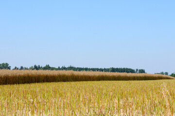 Raps,  Winterraps,  Brassica napus L.,  Erntereif