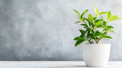 Elegant green indoor plant in a white pot against a textured gray wall : Generative AI