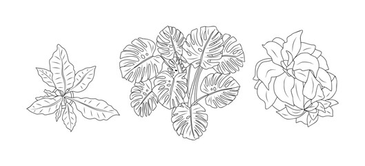 Set of different house plants top view. Botanical black line art icons for landscape, architectural, interior design. Hand drawn Vector sketch isolated on transparent  background. © Creative_Juice_Art