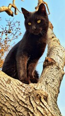 Portrait of a black cat with yellow eyes on a tree looking down