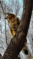 A fat, furry street cat climbing a tree