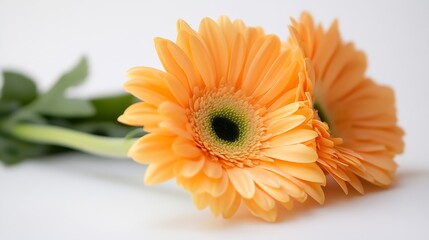 Vibrant Orange Gerbera Daisies with Green Stems CloseUp on White Background : Generative AI
