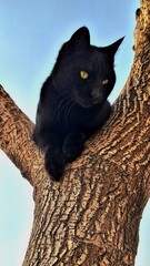 A black cat sitting calmly on a tree and staring down