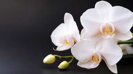 Obraz premium Delicate White Orchid Blooms with Buds on Elegant Black Background : Generative AI