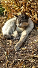A stray cat sitting on the ground with its arms and legs folded inwards.