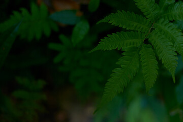 green fern on blurred background of plants