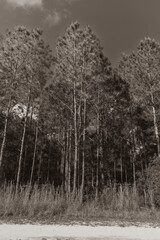 This black-and-white photograph captures the towering pine trees along the Flatwoods Loop in New Tampa, their tall, slender trunks stretching upwards into the sky. The stark contrast between light and