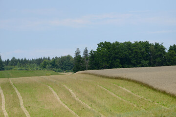 Raps,  Winterraps,  Brassica napus L.,  Erntereif