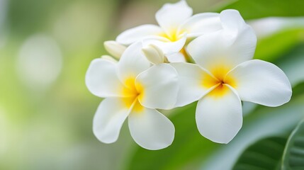 Fototapeta premium Closeup of Tropical Frangipani Flowers with Lush Green Leaf Background : Generative AI
