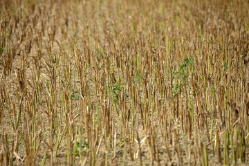 Raps,  Winterraps,  Brassica napus L.