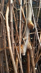 Close-up of a pile of thin pruned branches piled on top of each other