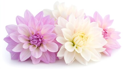 Fototapeta premium Bright and Delicate Assortment of Dahlia Flowers in Elegant Soft Pink and White Tones : Generative AI