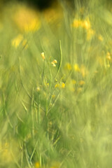 Raps,  Winterraps,  Brassica napus L., Schotenbildung