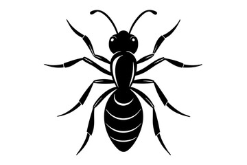 spider isolated