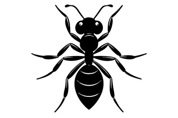 black and white beetle