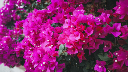 Vibrant Pink Bougainvillea Blossoms, a close-up of vivid pink bougainvillea flowers with small...