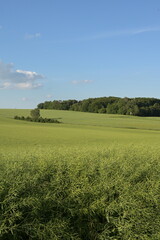 Raps,  Winterraps,  Brassica napus L., Schotenbildung