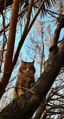 A scared cat with yellow eyes on the leafless branches of a tree in winter