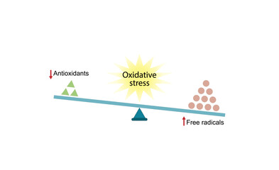 Oxidative stress, an imbalance of free radicals and antioxidants. Vector scientific illustration.