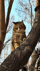 A brown and black cat standing on a tree branch and looking down fearfully