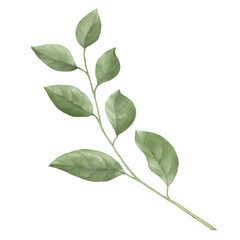 Spring branch with green leaves Watercolor digital illustration. Elegant leaves and buds, isolated on white background. Suitable for wedding invitation, save the date, thank you or greeting card.