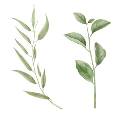 Spring branch with green leaves in set Watercolor digital illustration. Leaves of apple and willow in botanical illustration, isolated on white background. For wedding invitation or greeting card.