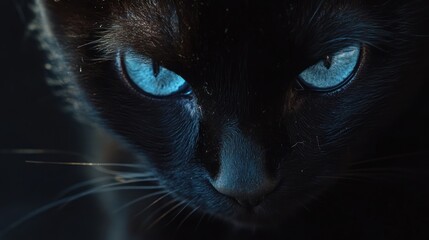 An intimate close-up of a black cat with piercing blue eyes, its fur blending seamlessly into a dark, black backdrop