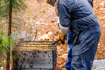 Latin farmer added smoke to hive as a deterrent to bees so they could work freely.