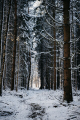 Fototapeta premium kleiner Pfad durch einen winterlichen Wald in Nordhessen
